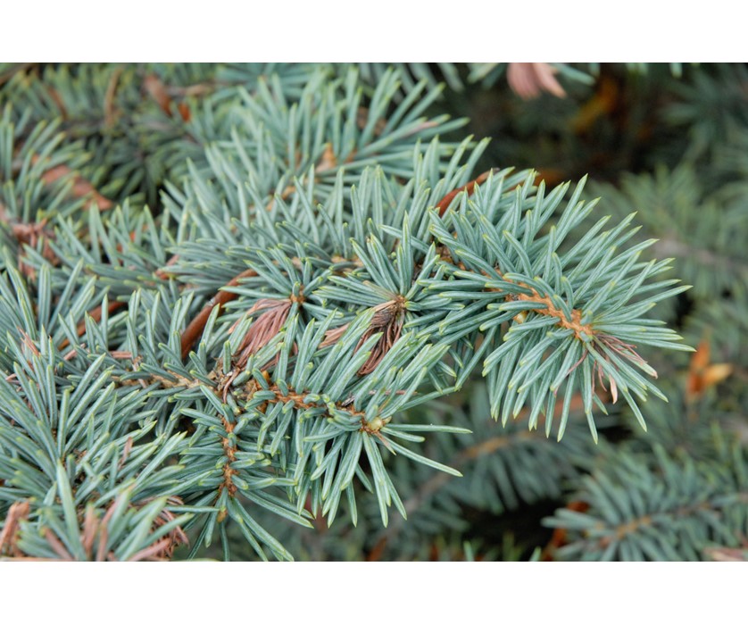 Gentry's Gem Spruce